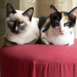 Comment Faire Un Arbre A Chat